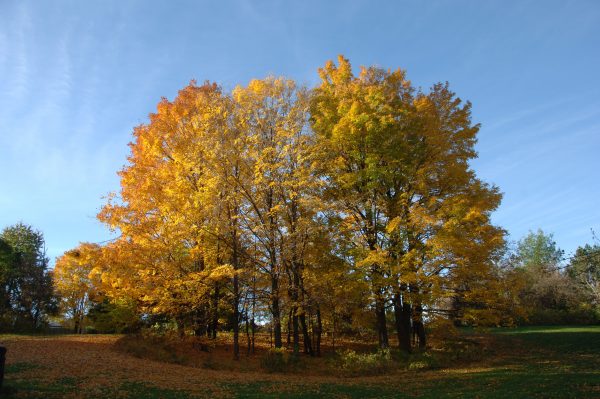 Birkdale Ravine